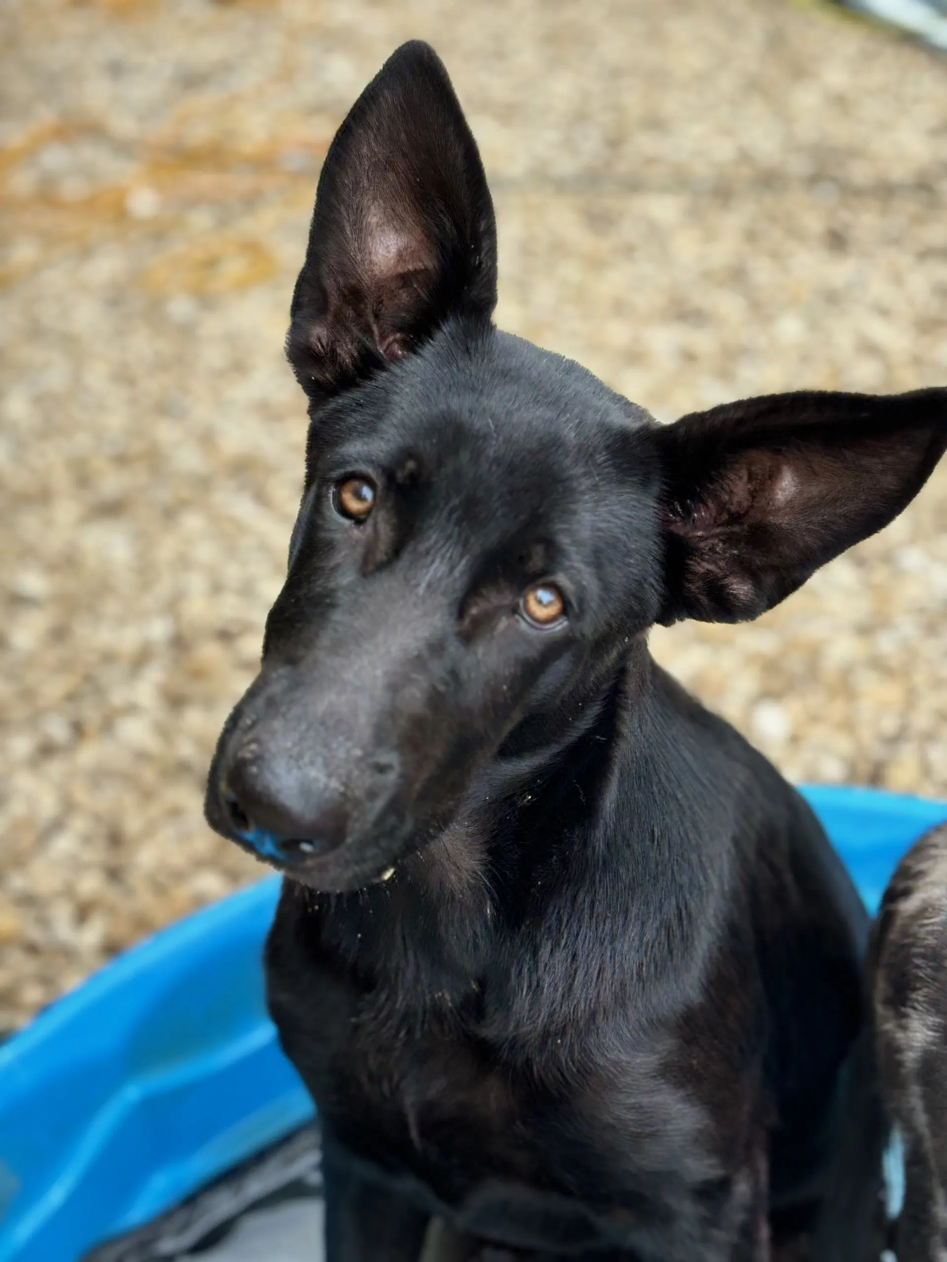 Fiona - Shepherd