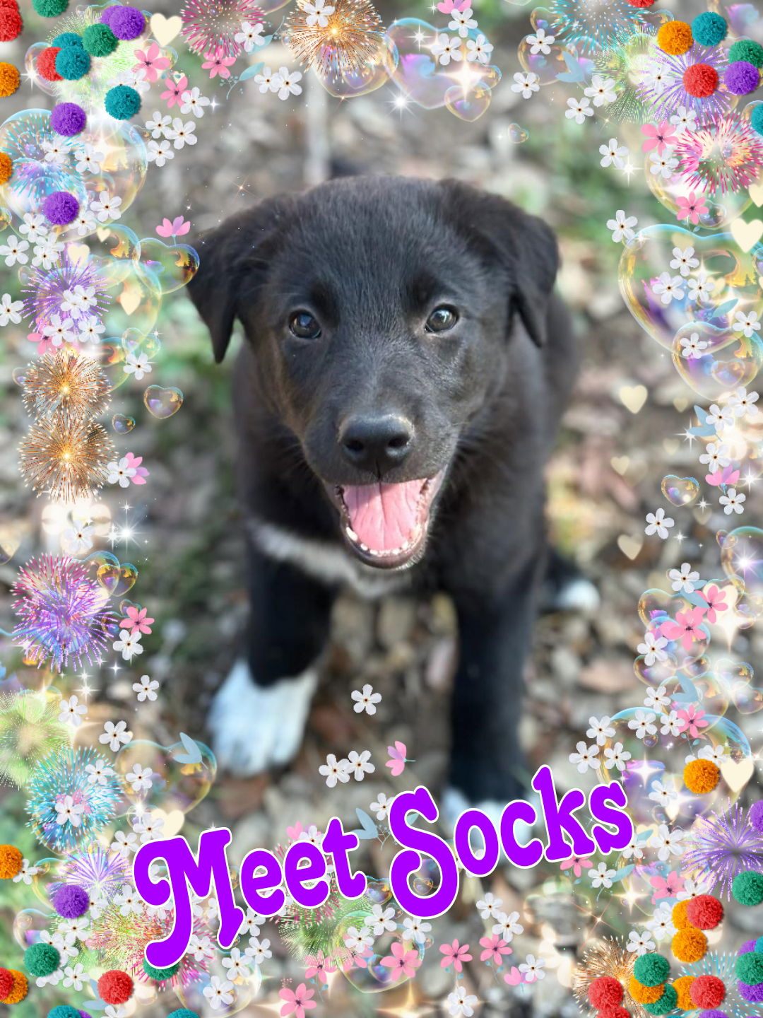 adoptable Dog in Lakehills, TX named Socks