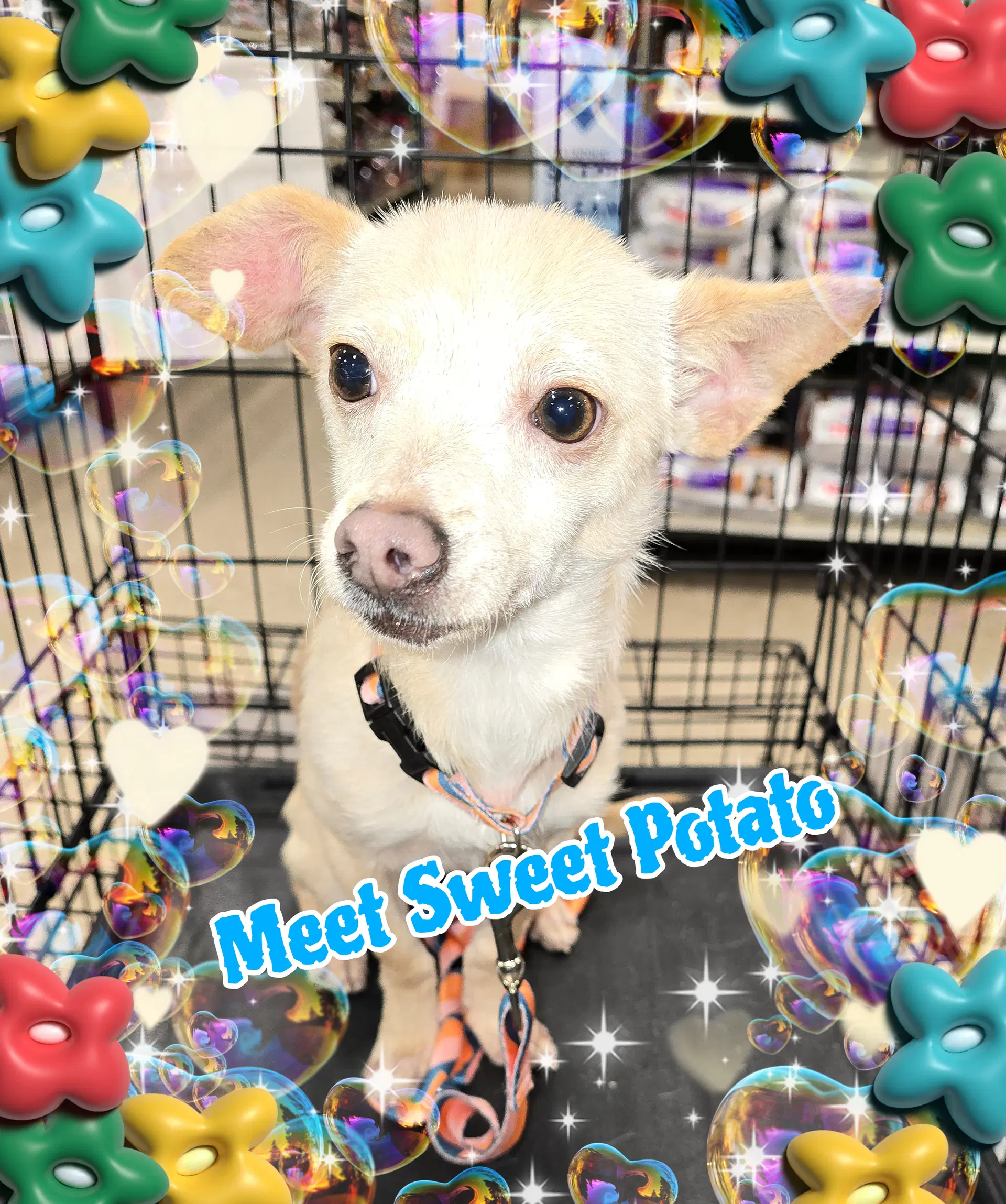 Sweet Potato - Chihuahua