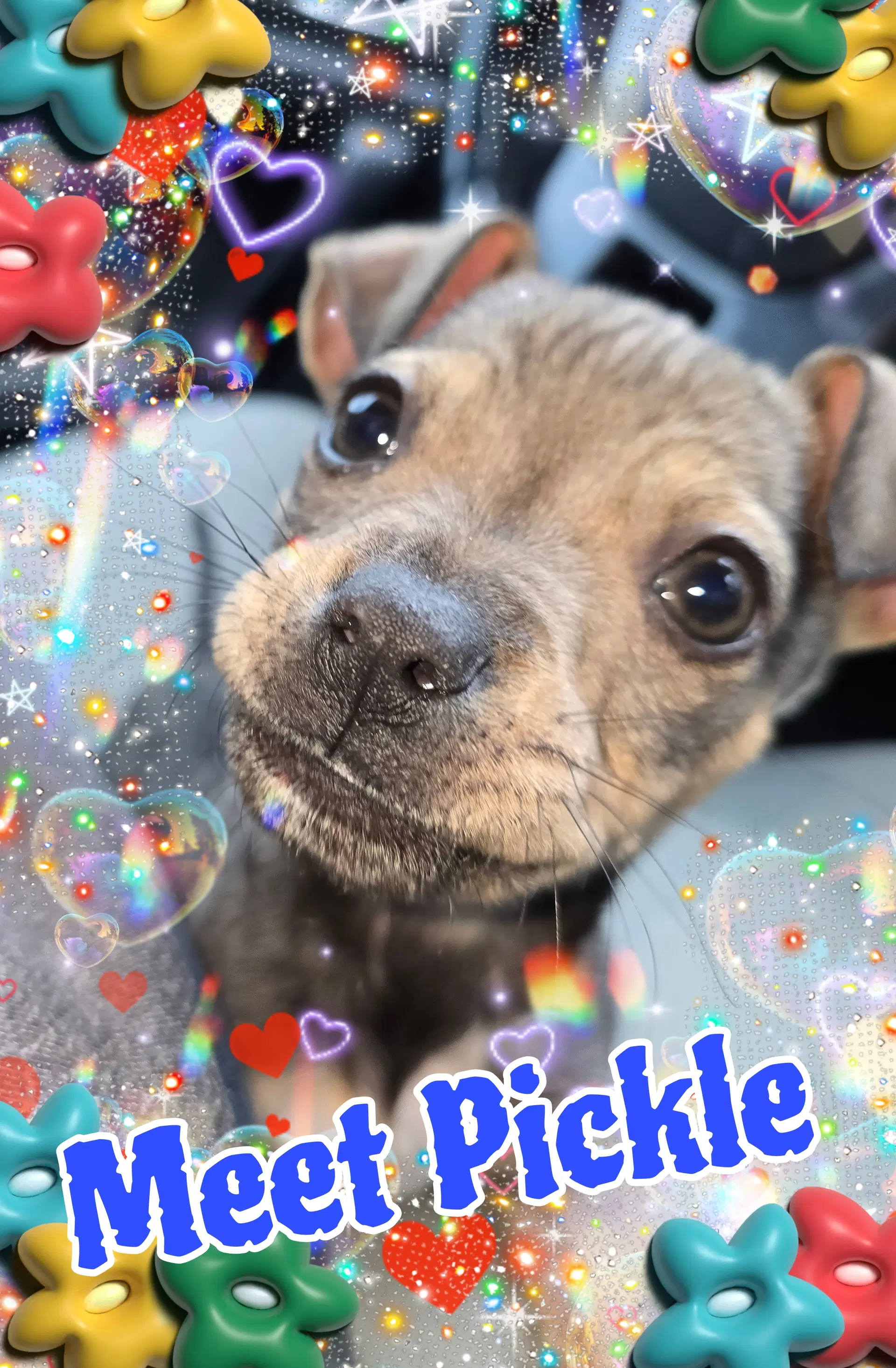 Pickle - Chihuahua