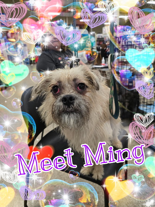 picture of the dog needing adoption