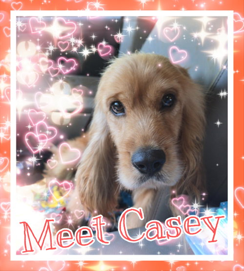Casey