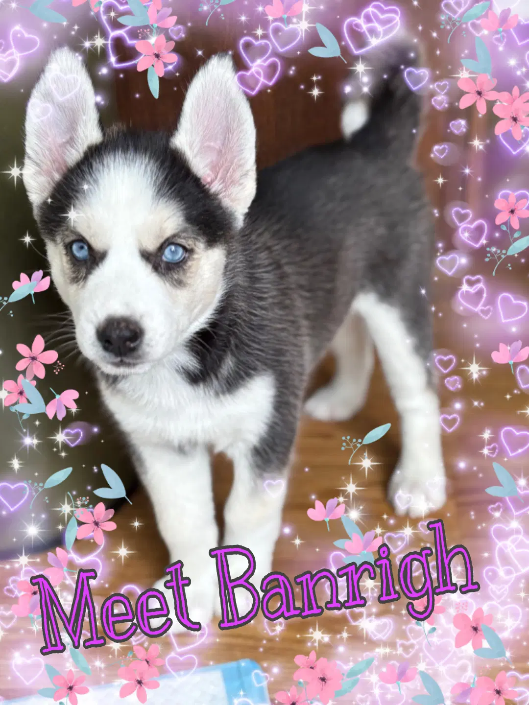 Banrigh - Husky