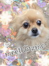 Gizmo - Photo 1
