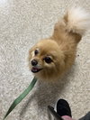 Gizmo - Photo 2