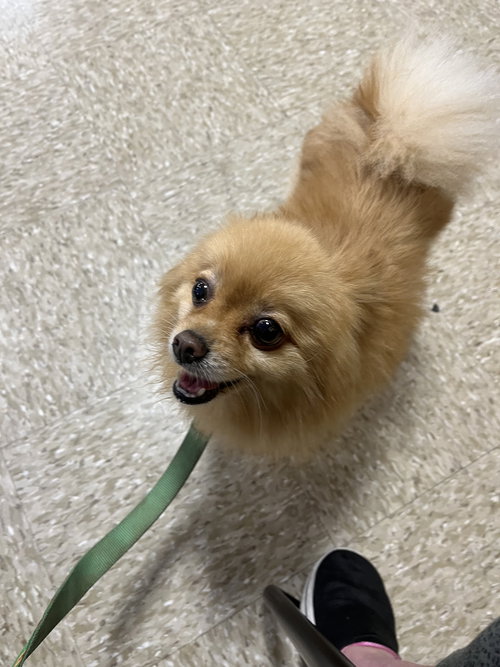 GIZMO - Pomeranian available for adoption