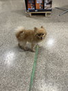 Gizmo - Photo 3