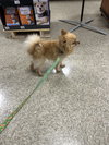 Gizmo - Photo 4