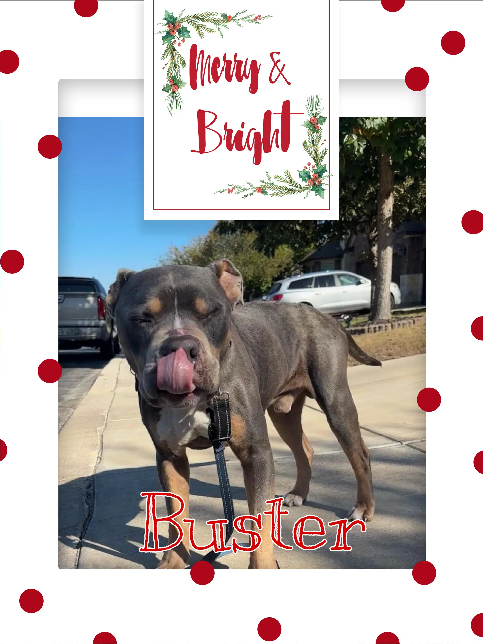 Buster - American Staffordshire Terrier