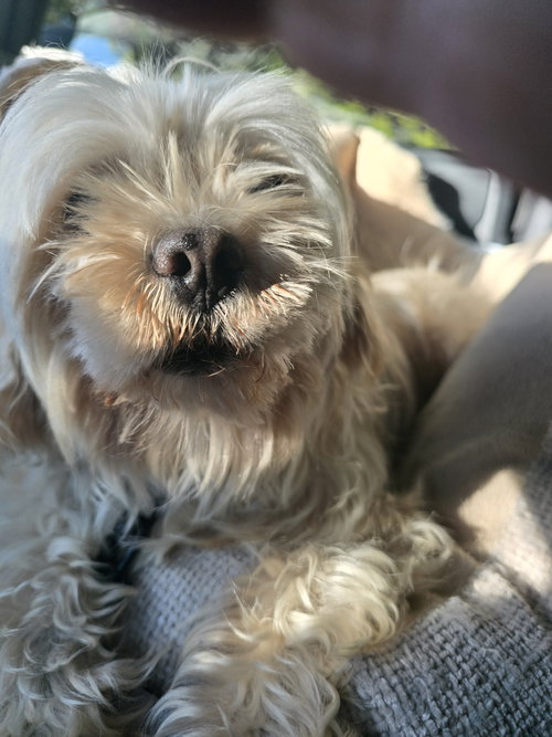 picture of the dog needing adoption