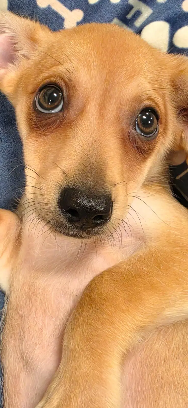 Bagel - Dachshund