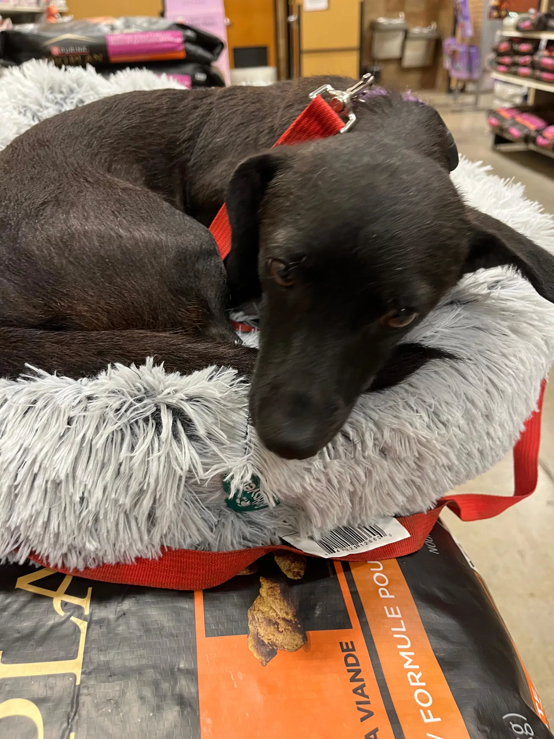 Belle - Dachshund