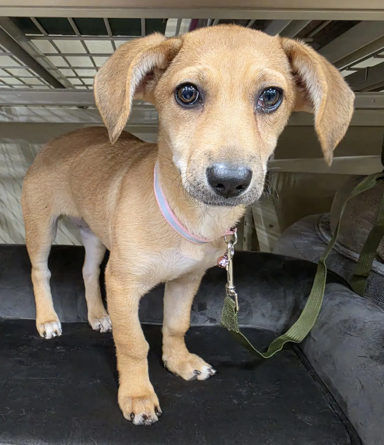 Cherry - Dachshund