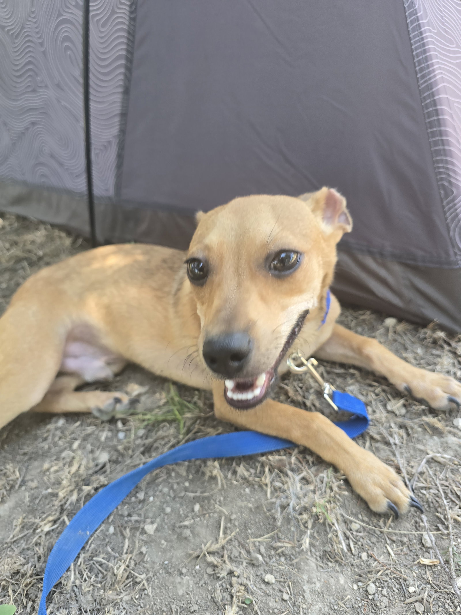 Asher, Miniature Pinscher