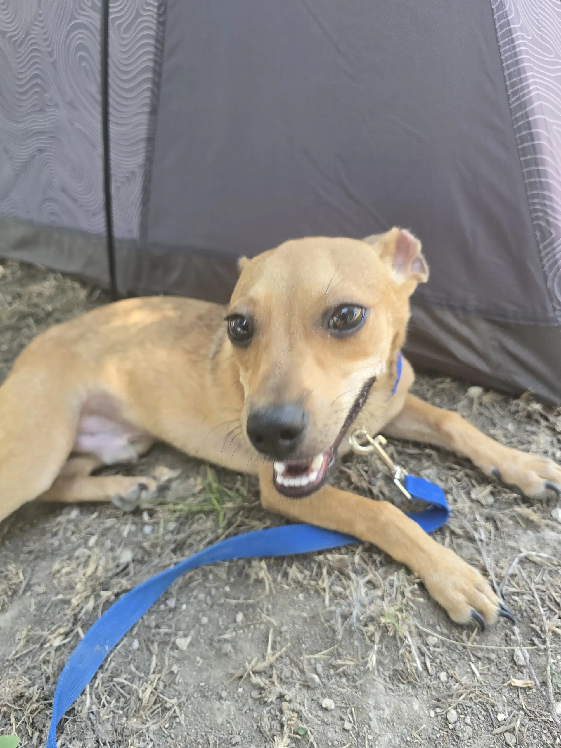 Asher - Miniature Pinscher