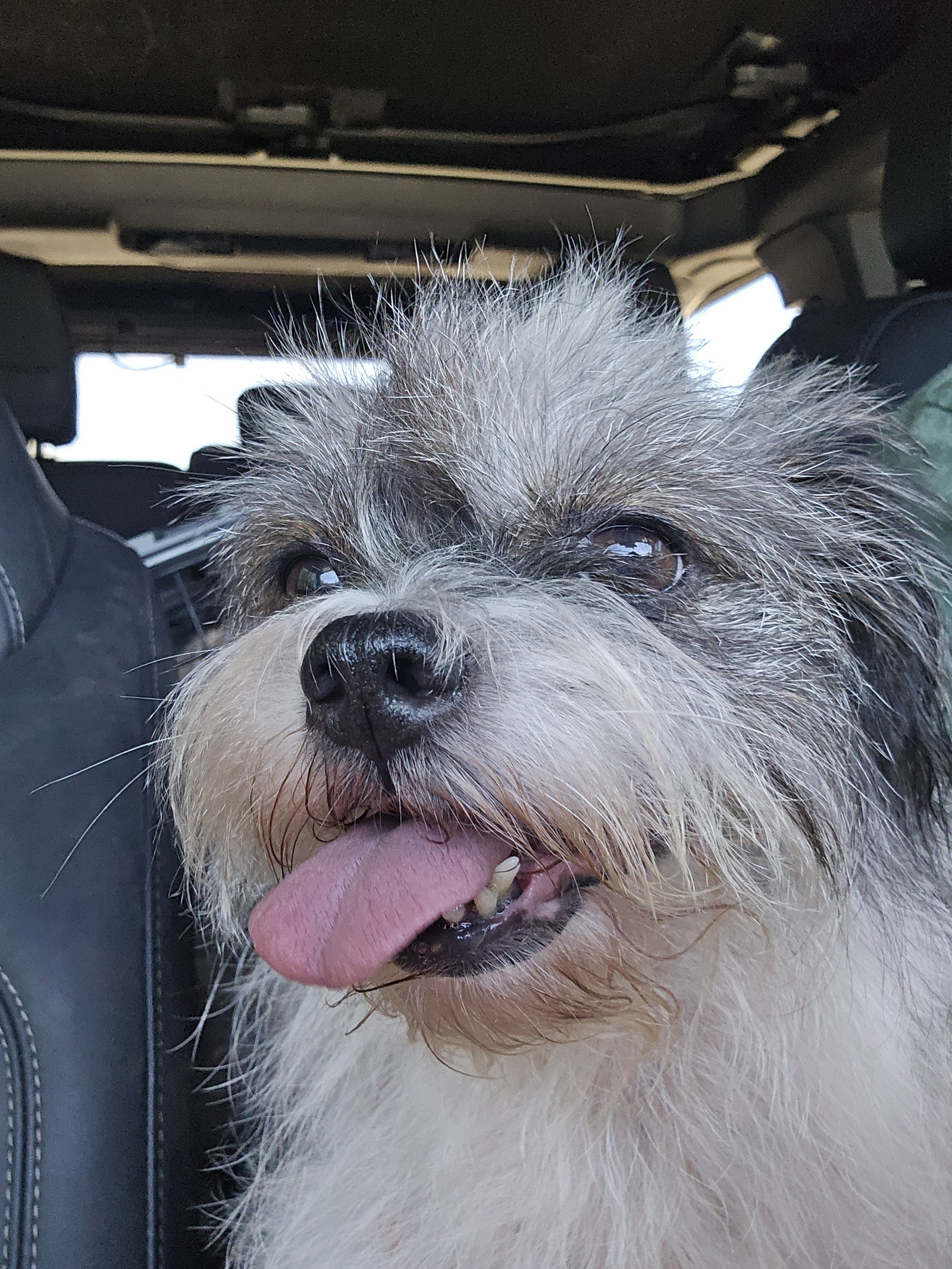 Abigail, Shih Tzu