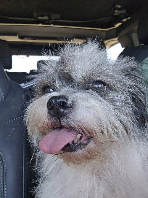 Abigail, a dog for adoption from Sierra's K9 Rescue and Rehab
