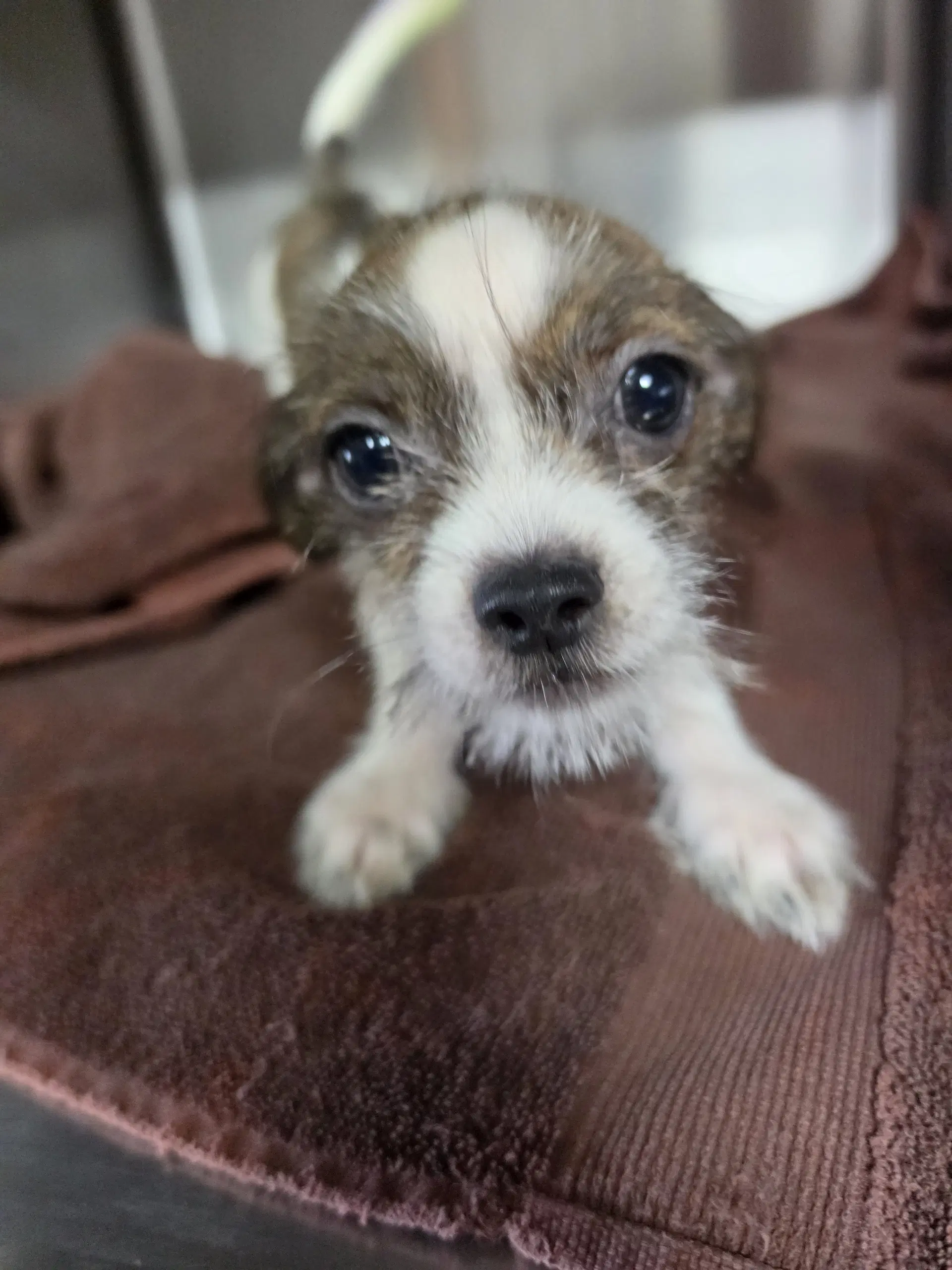 Hancock - Shih Tzu