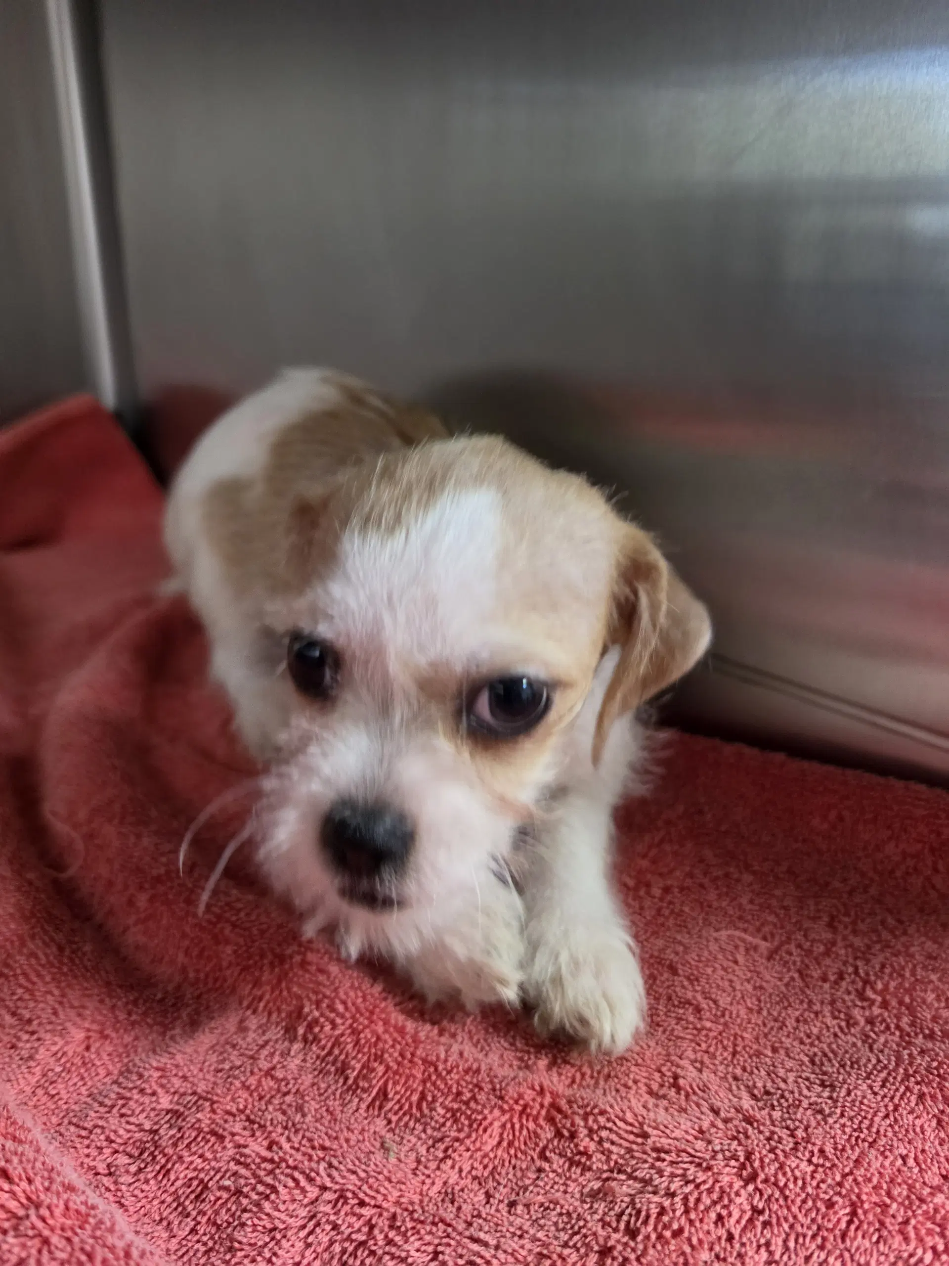 Betsy - Shih Tzu