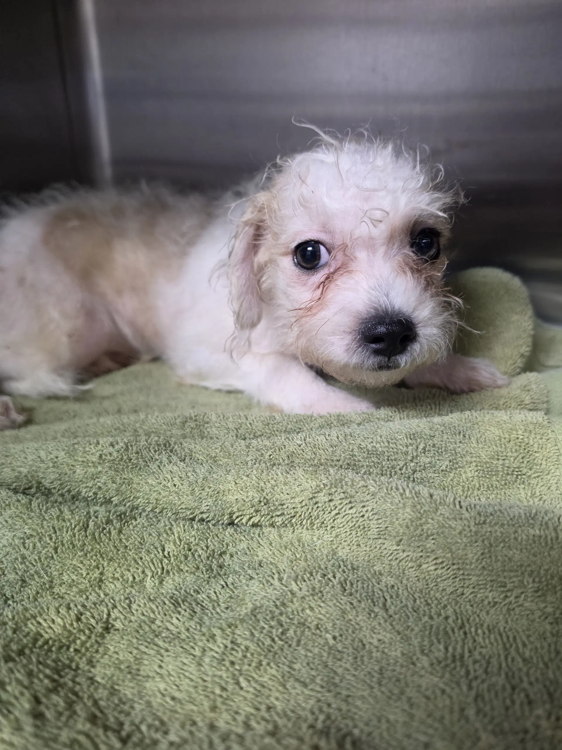 Hamilton - Shih Tzu