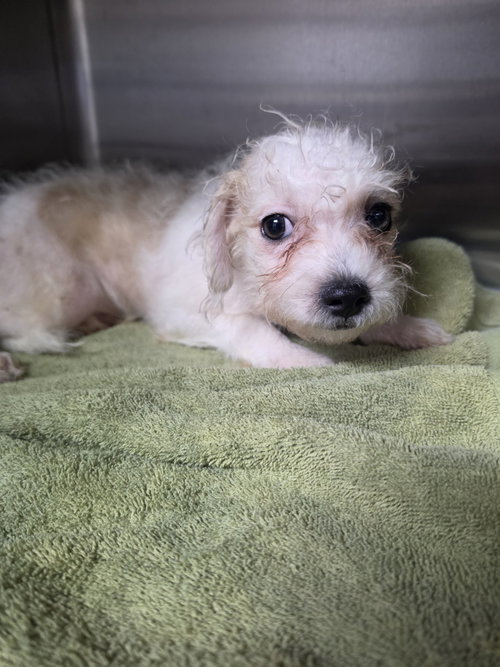 Hamilton, a dog for adoption from Sierra's K9 Rescue and Rehab