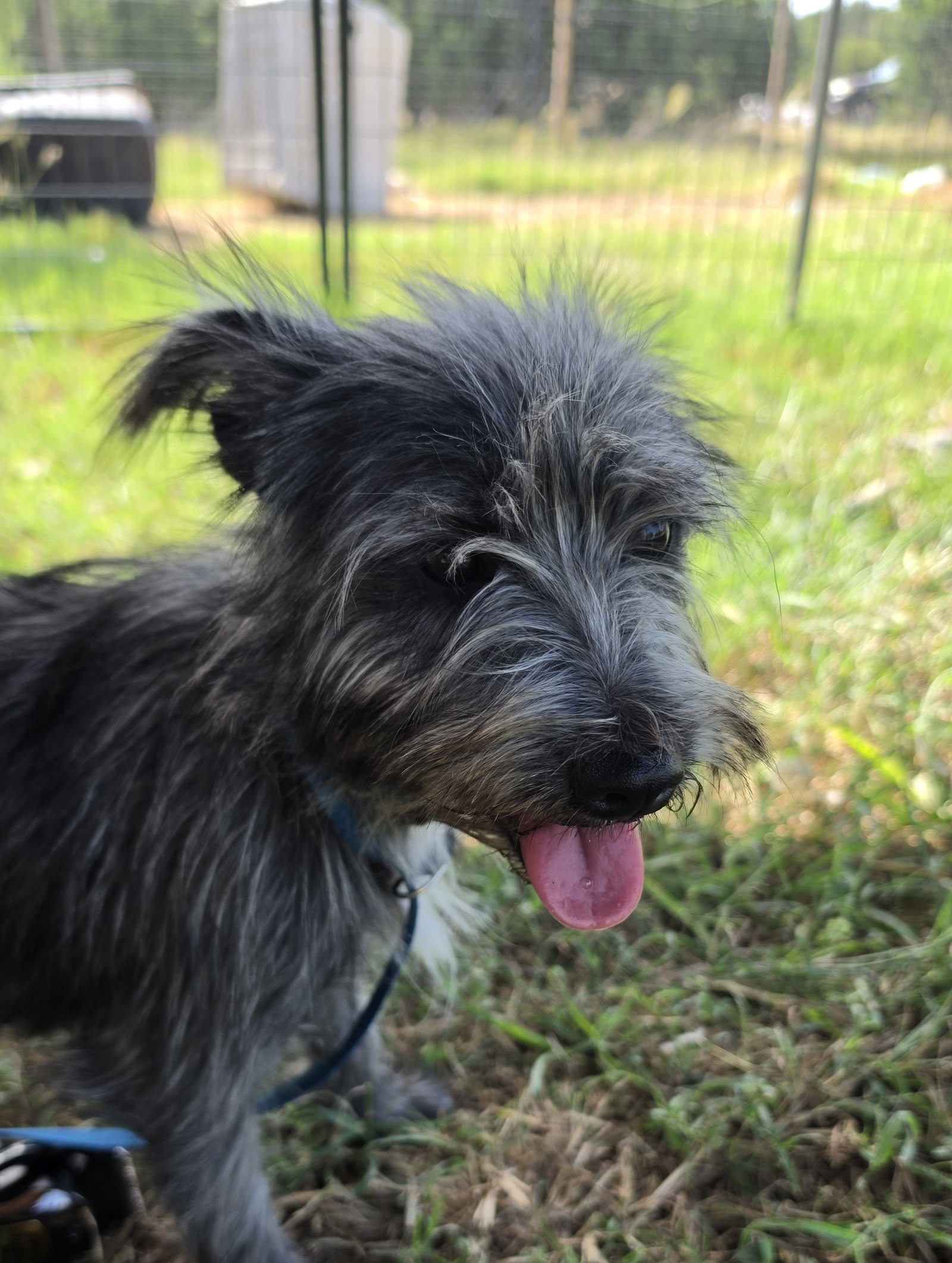 Lady Autumn, Cairn Terrier