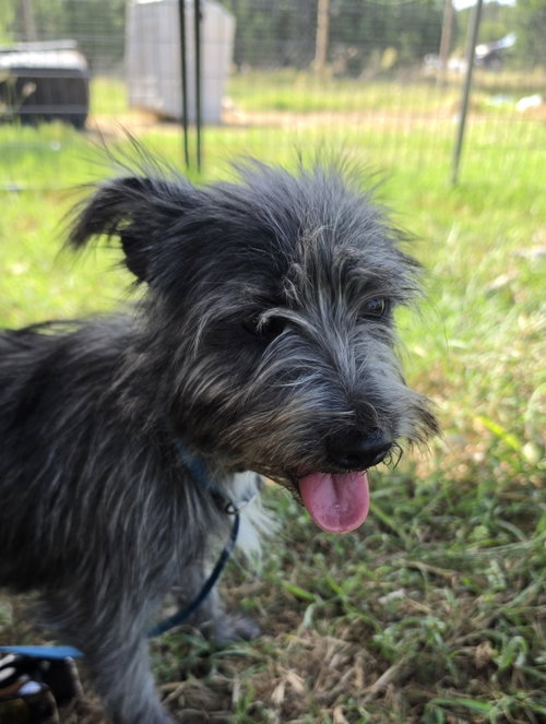 Lady Autumn, a dog for adoption from Sierra's K9 Rescue and Rehab