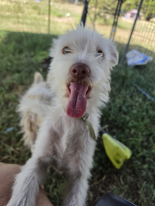 Princess Summer, a dog for adoption from Sierra's K9 Rescue and Rehab