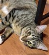 adoptable Cat in alpharetta, GA named Giada