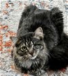adoptable Cat in alpharetta, ga, GA named Ina Garten