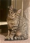 adoptable Cat in alpharetta, GA named Eve