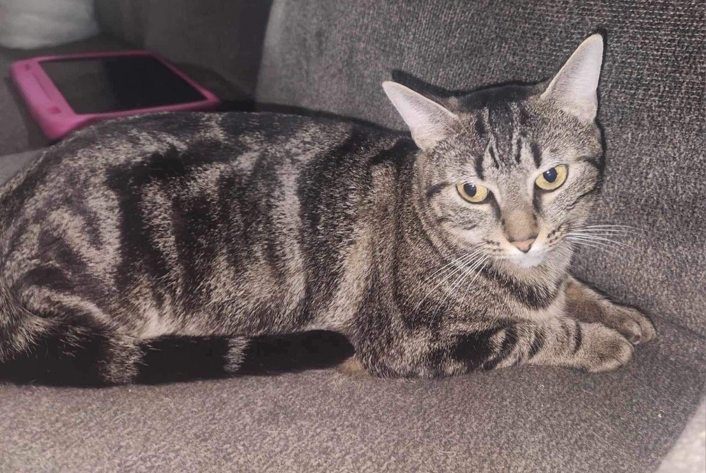 adoptable Cat in Alpharetta, GA named Mom