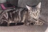 adoptable Cat in alpharetta, ga, GA named Mom