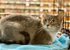 adoptable Cat in alpharetta, GA named Sally D