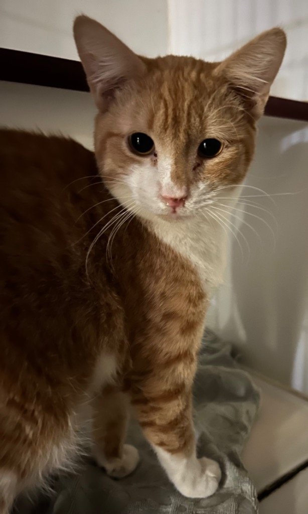 adoptable Cat in Alpharetta, GA named Christo
