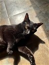 adoptable Cat in alpharetta, GA named Dolores (aka Twizzler 3)