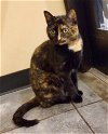 adoptable Cat in alpharetta, GA named Patty