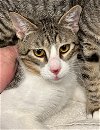adoptable Cat in alpharetta, GA named Tyson