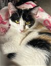 adoptable Cat in alpharetta, GA named Bethany