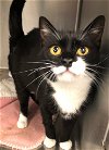 adoptable Cat in alpharetta, GA named Sybil