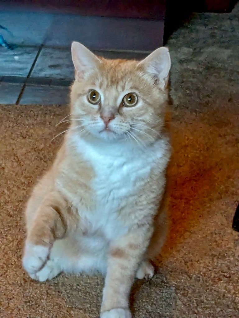 adoptable Cat in Alpharetta, GA named Teddy