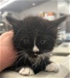 adoptable Cat in alpharetta, GA named Charles