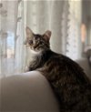 adoptable Cat in alpharetta, GA named Fern (aka Free 8-H)