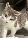 adoptable Cat in alpharetta, GA named Dixie