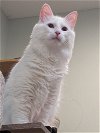 adoptable Cat in alpharetta, GA named Dansby
