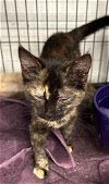 adoptable Cat in alpharetta, GA named Alabama