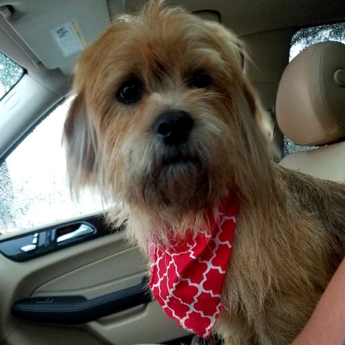 Benji