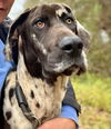 Duke