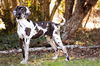Duke