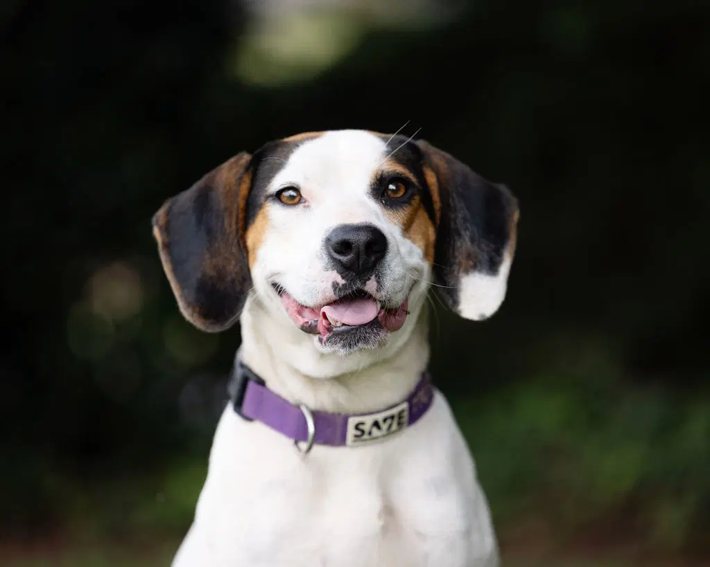 Farrah - Beagle